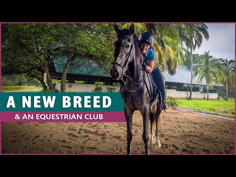 Riding the Ibero Horse in Costa Rica