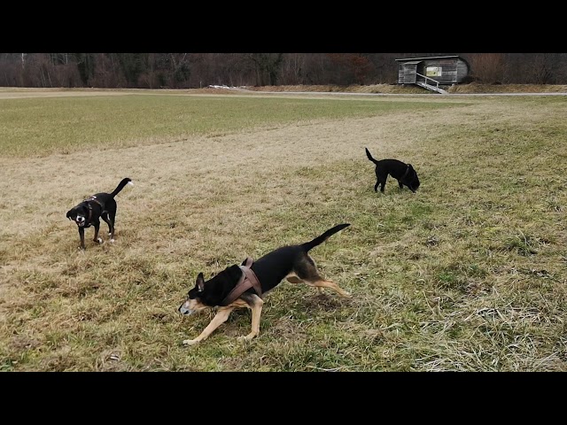 Xenia fordert zum Spiel auf