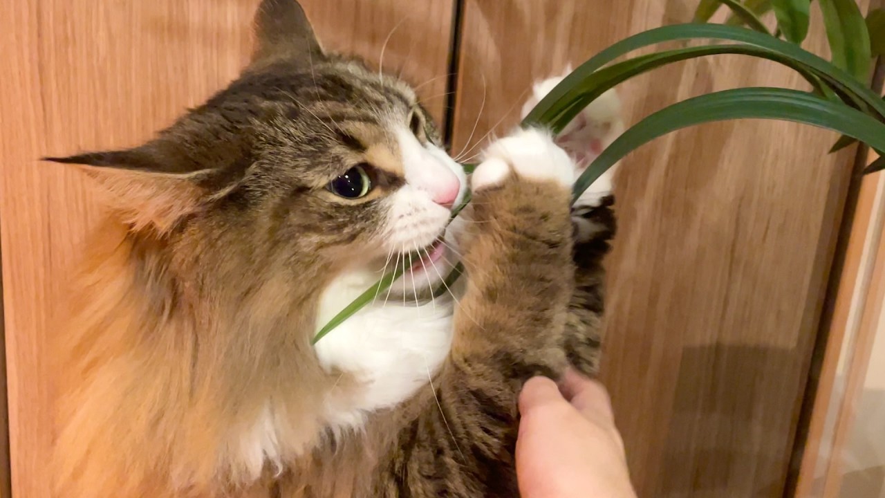 デカ猫がイタズラっ子すぎて困ってます…(でも、かわいいです)