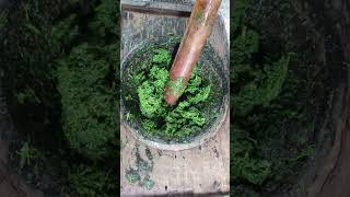 Download lagu Sering ditebas padahal banyak manfaat, Bandotan / Babadotan #shorts mp3 Download lagu Sering ditebas padahal banyak manfaat, Bandotan / Babadotan #shorts mp3