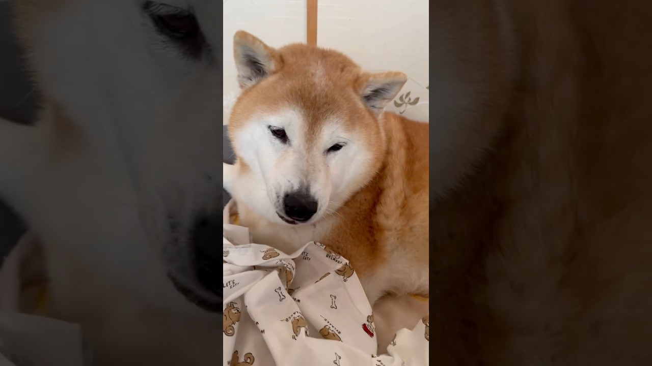 柴犬福 姉購入の柴犬Tシャツを断固拒否する柴犬🤣Sis and Shiba🤣#姉と柴 #柴犬 #japanesedog #shibainu #dogshorts #funnydog #시바견