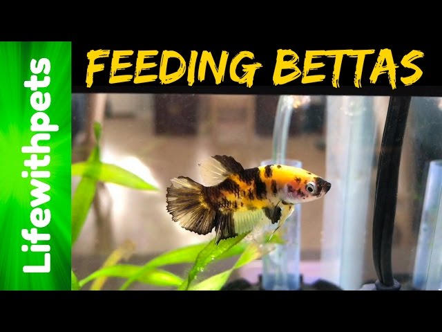 Feeding  Betta Fish