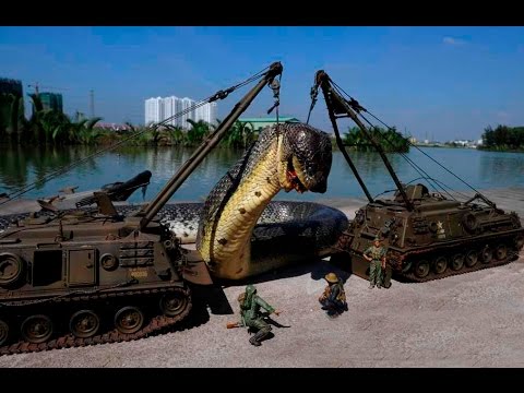 A Gaint ANACONDA SNAKE! Caught By ARMY From River