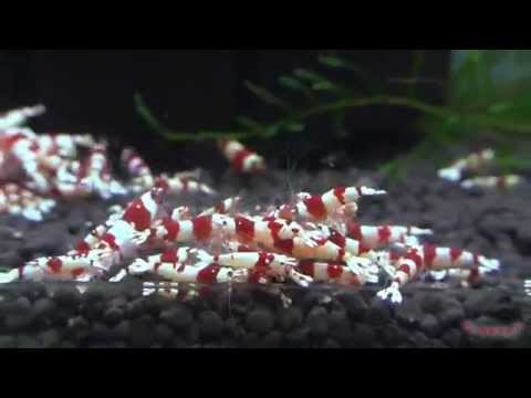 Plamski PRL Shrimps