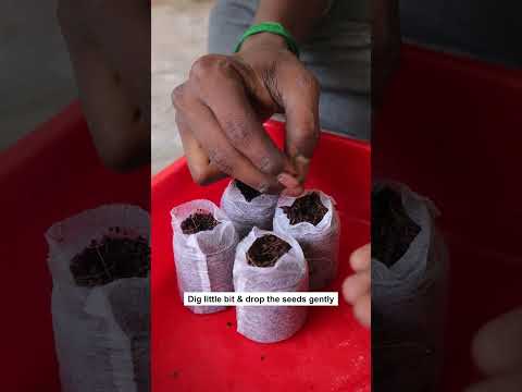 How to Seed