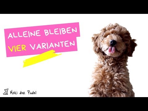 Alleine Bleiben Welpen üben - Vier Szenarien, die wir getestet haben mit Hund