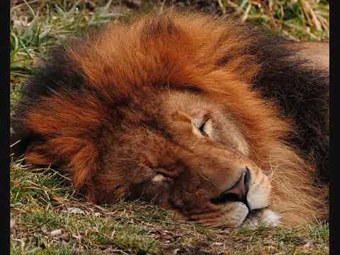The lion sleeps tonight Long-Version 10 hours