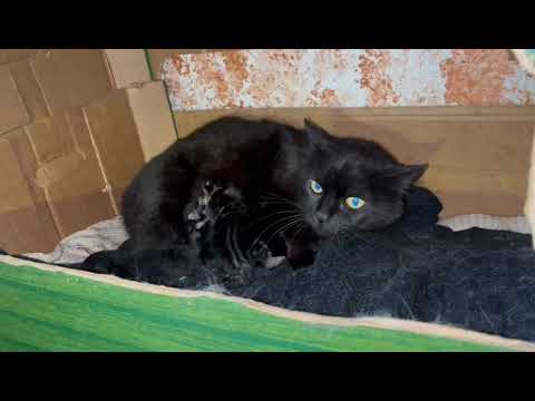 VIDEO - Mamma gatta partorisce in un garage. Il momento dell'allattamento - Tesori a quattro zampe