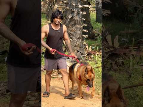 Ma Vishwa gadu havaaa #trending #viral #dog #shorts #video