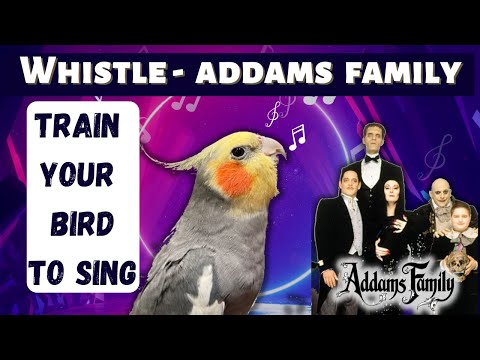 Whistle Addams Family - Teach your Bird to Sing