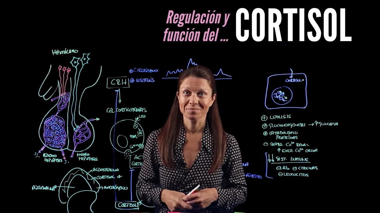 Sistema endocrino IV: El cortisol