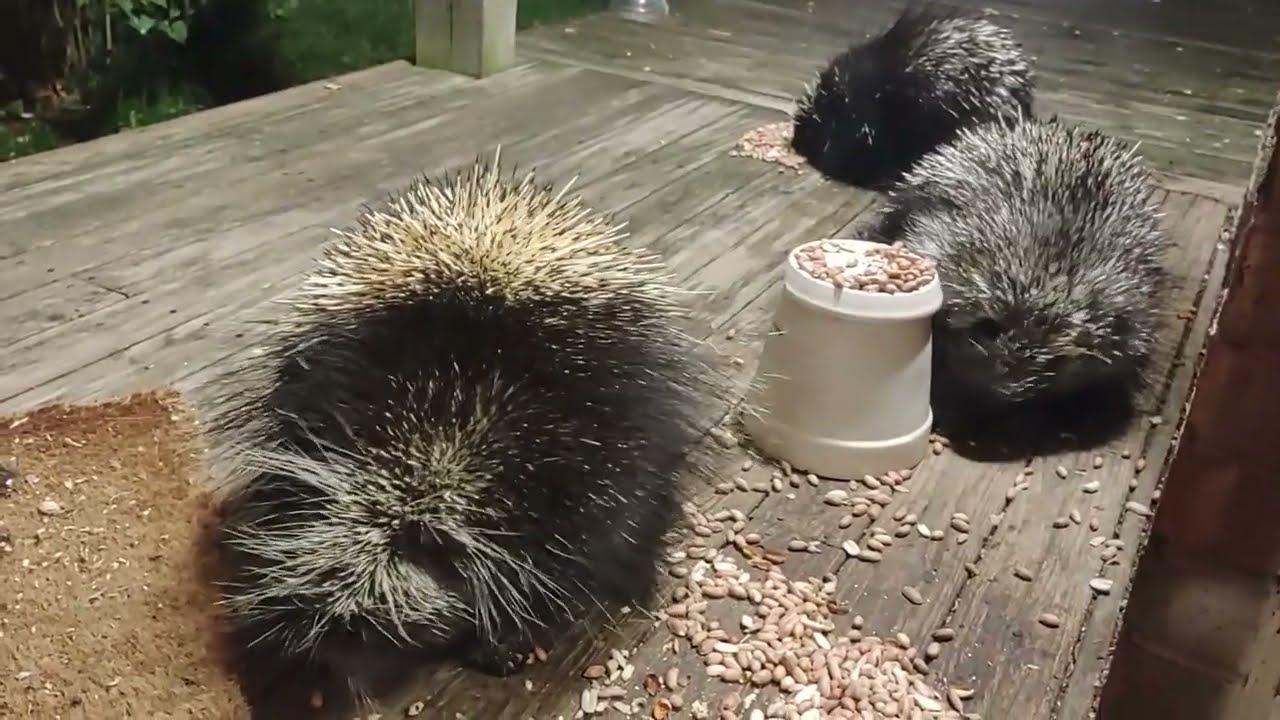 Porcupine Party