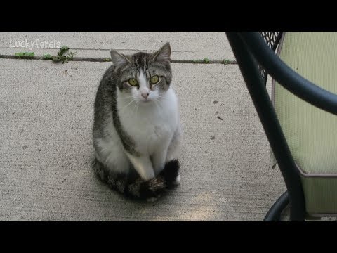 download lagu mp3 mp4 Feral Cat Food, download lagu Feral Cat Food gratis, unduh video klip Feral Cat Food