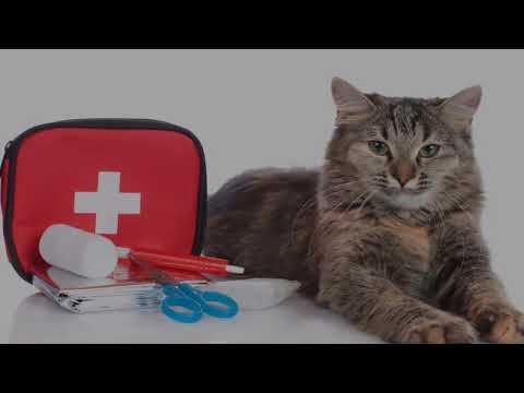 Pet First Aid Seminar