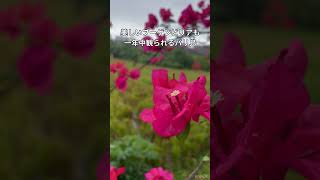 halu暮らし旅 #baliisland