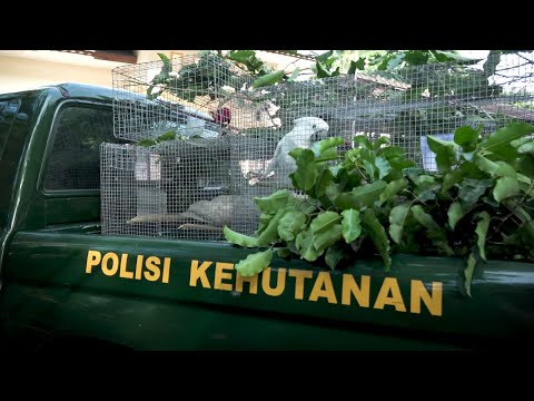 Raising awareness on wildlife trade in Indonesia