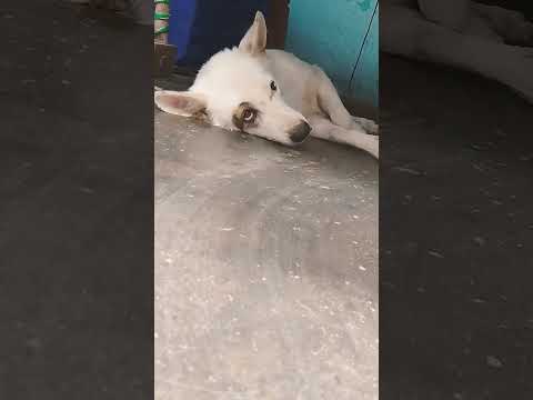 💕❣️ #youtubeshorts #tuffy #dog #doglover #viral #dogowner #cute  #siddumossewala #californialove