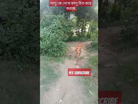 dog barking videos (@uttam chakraborty 3179)#uttam #dog