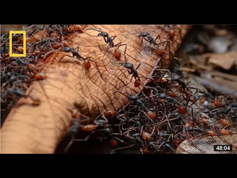 National Geographic - Army Ants -Wildlife Documentary