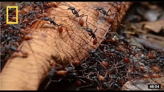 Download lagu National Geographic - Army Ants -Wildlife Documentary mp3