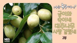 [나는농부다 269회 2부] 금이와 쑥이네 대추나무 사랑 걸렸네