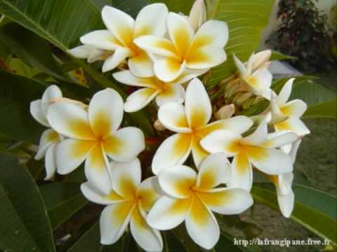 RIMAP 'Kua Tokai Te Kolohau '