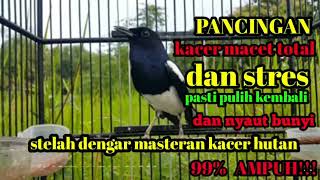 Download lagu 🔵PANCINGAN KACER MACET DAN STRES PASTI PULIH KEMBALI NYAUT BUNYI GACOR‼️ mp3