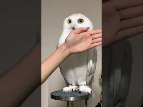 Snowy Owl Peek-a-Boo || ViralHog