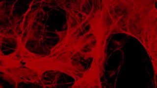 SCULPT: OFFICIAL HD TRAILER - A FILM BY LORIS GREAUD (2016)