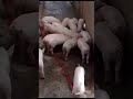 Pure Large White Piglets# Four Weeks