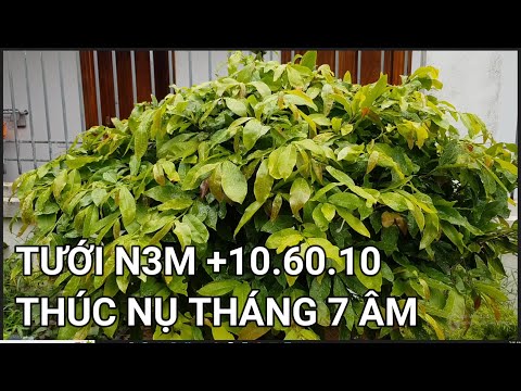 🔴 QBS22239 - DƯỠNG RỄ TẠO NỤ THÁNG 7 ÂM 0942456100 | TẠO NỤ MAI VÀNG MIỀN BẮC VÀO THÁNG 7 ÂM LỊCH