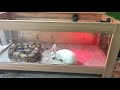 Boa Constrictor attack rabbit feeding (live feeding)