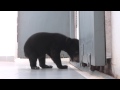 Baker the Sun Bear Cub - YouTube