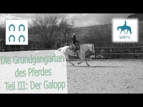 Die Grundgangarten des Pferdes Teil 3: Der Galopp - Dreitakt in 6 Phasen