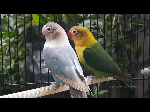 Lovebird Chirping Sounds Six Hours - Green Fischeri & Pastel Blue
