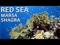 Marsa Shagra | the Reef | Red Sea Scuba Diving, marsa shagra, egypt, Marsa Shagra Ecolodge, Marsa Alam, Ägypten, Marsa Alam und südlich