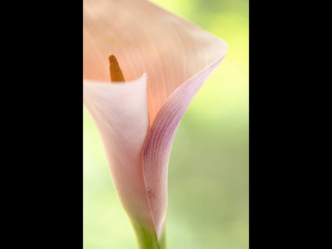 La tendresse. Symphonie confinée