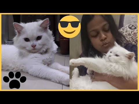 तुम जो आए जिंदगी में | Cat Friend Kuki 🐱 | cat vlog | daily vlog