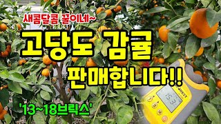 고당도 하례조생 감귤 판매합니다 13~18브릭스 새콤달콤 진한 맛 #숨비재