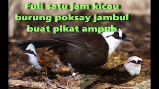 Download lagu Poksay Jambul Satu jam Kicau Burung Poksay Gacor Buat Audio Pikat Untuk Semua Jenis Poksay mp3