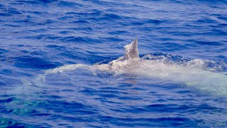 MASSIVE BEAST Found Floating Offshore