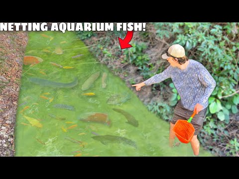 I Found a Tiny Creek FILLED with AQUARIUM FISH!