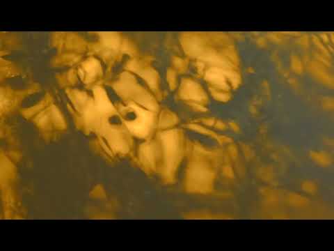 Laylow x Rowjay x Jeune Loup x  Mexikodro Type Beat " Padern " || prod.Badping