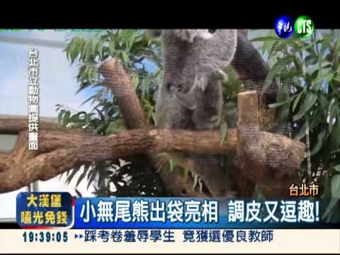 新生小無尾熊 命名投票出爐!