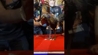 Download lagu Persiapan Sebelum Big Game Pama Meesuwan #shorts mp3 Download lagu Persiapan Sebelum Big Game Pama Meesuwan #shorts mp3