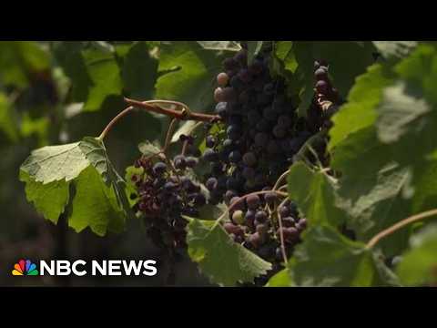 French tourism industry dealing with the impact of wildfires