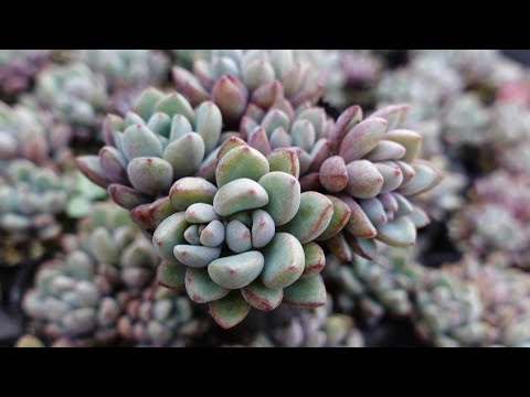 園芸 パープルアエオニウム