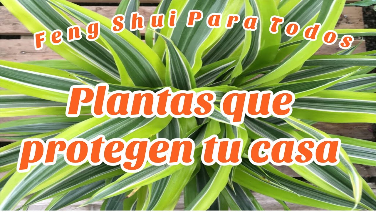 Plantas de protección para tu casa /Feng Shui Para Todos /Infinita -Mente-Sabia/