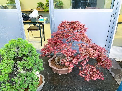 Bonsai for sale at Ueno Green Club (Apr.2023) 1/2