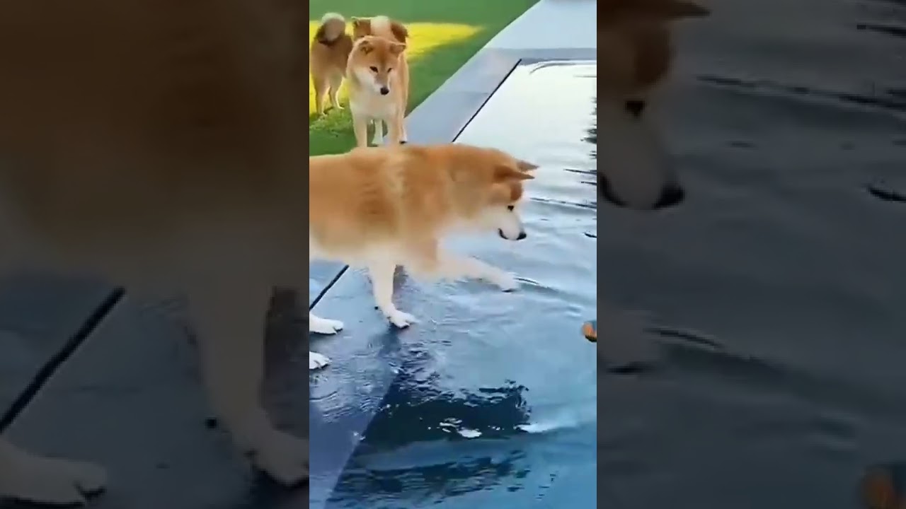 Baby Dogs - Cute and Funny Dog Videos Compilation #21 | 2022